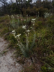 Actinotus helianthi