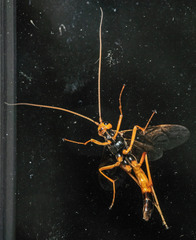 Opheltes glaucopterus