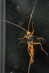 Opheltes glaucopterus