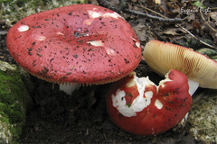Russula emetica
