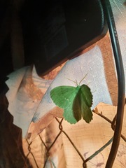 Geometra papilionaria