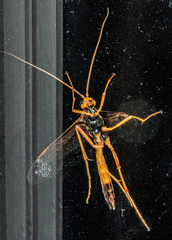 Opheltes glaucopterus