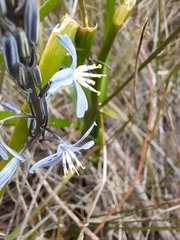 Caesia calliantha
