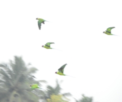 Psittacula cyanocephala