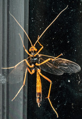 Opheltes glaucopterus