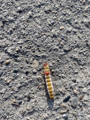 Oedemasia concinna