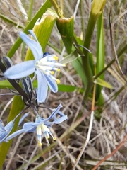 Caesia calliantha