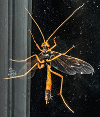 Opheltes glaucopterus