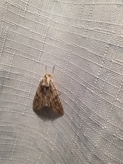 Apamea monoglypha