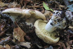 Leucopaxillus tricolor