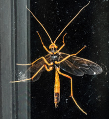 Opheltes glaucopterus