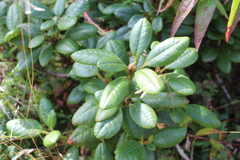 Rhododendron aureum
