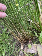 Juncus radula