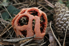 Clathrus ruber