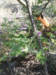 Pelargonium capitatum