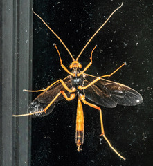 Opheltes glaucopterus