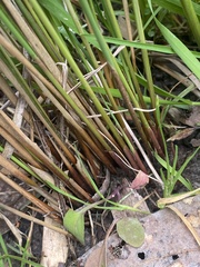 Juncus radula