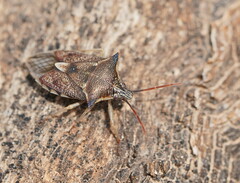 Oechalia schellenbergii