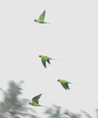 Psittacula cyanocephala