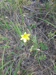 Hemerocallis minor