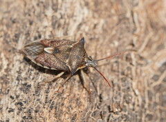 Oechalia schellenbergii