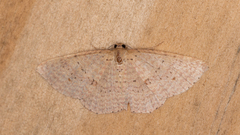 Epicyme rubropunctaria