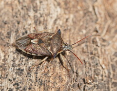 Oechalia schellenbergii