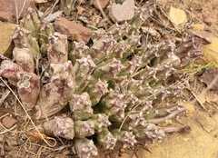 Orbea variegata