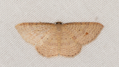 Epicyme rubropunctaria