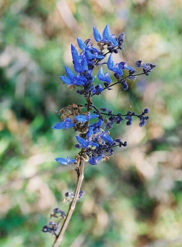 Coleus defoliatus image