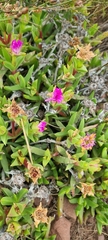 Ruschia rubricaulis