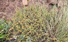 Hermannia multiflora