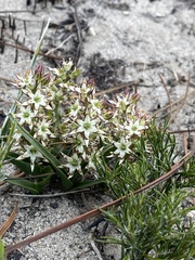 Wurmbea spicata