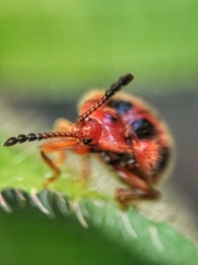Stenotarsus pardalis