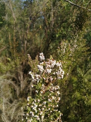 Erica scabriuscula