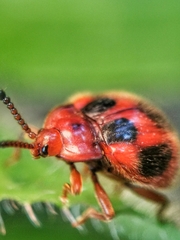 Stenotarsus pardalis