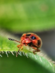 Stenotarsus pardalis