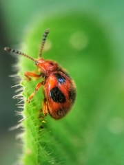 Stenotarsus pardalis