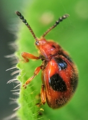 Stenotarsus pardalis