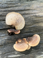 Lentinellus