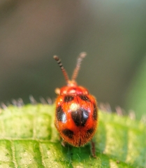 Stenotarsus pardalis