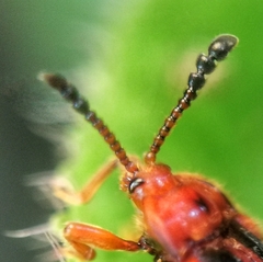 Stenotarsus pardalis