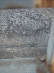 Eragrostis minor