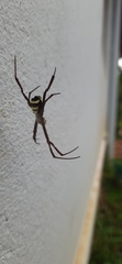 Argiope anasuja