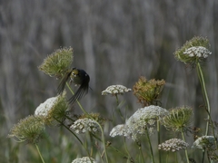 Zosterops lateralis lateralis