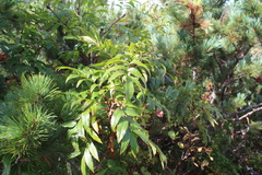 Sorbus sambucifolia