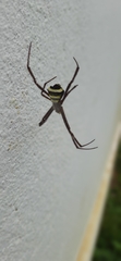 Argiope anasuja