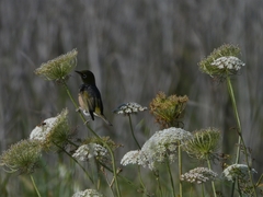 Zosterops lateralis lateralis