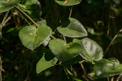 Cissus rotundifolia image