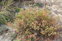 Spiraea beauverdiana